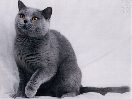 Grey cat - nature, animals, cats