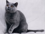 Grey cat