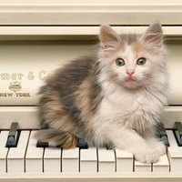 piano cat