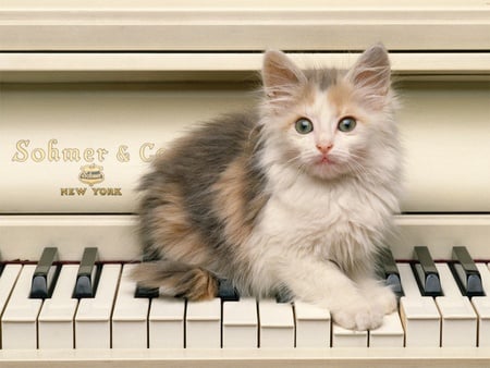 piano cat - nature, animals, cats