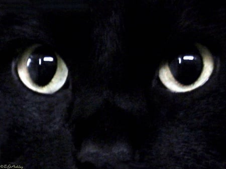 Cat eyes - nature, animals, cats