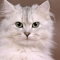 Persian cat