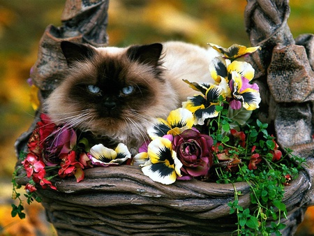 Birman cat - nature, animals, cats