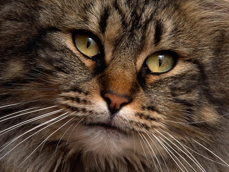 Siberian cat - nature, animals, cats