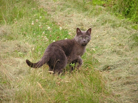 Russian Blue cat - cats, nature, animals