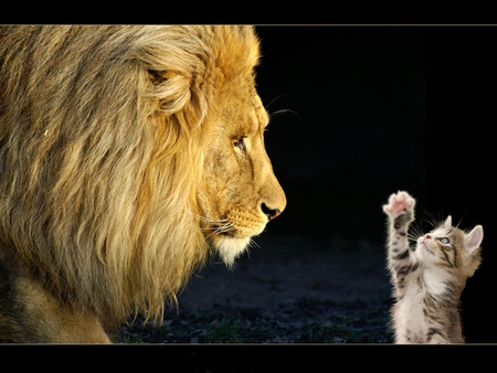 Lion and cat - nature, animals, cats