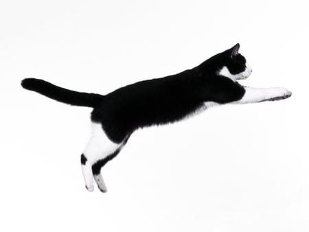 Running cat - nature, animals, cats