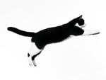 Running cat