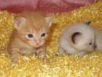 Exotic kittens