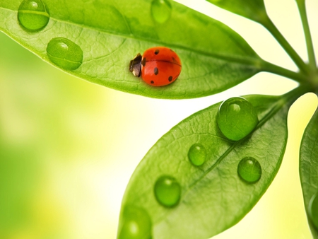 Little weevil - nature, animals, cats