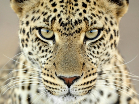 Leopard - nature, face, cats, animals, spots, intense, look