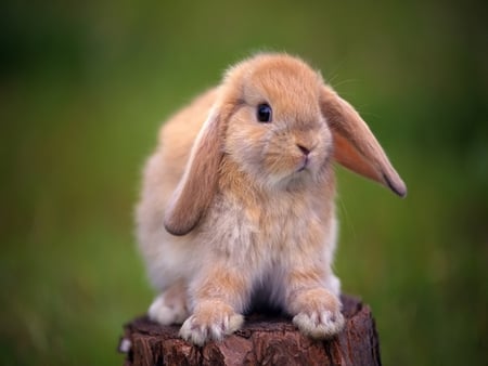 Baby rabbit - nature, animals, rodents