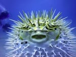 The puffer fish