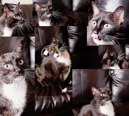 collage of my kitty trouble - meow, kitty