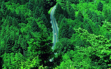 Miles to go - winding, forest, car, highway, trees, lush