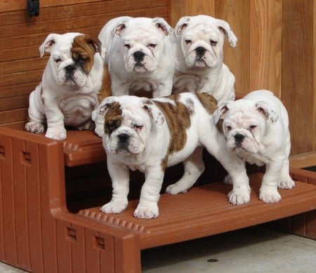 English Bulldog - cute, puppy, animals, dog