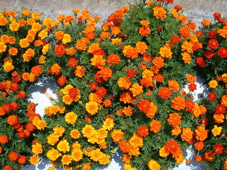 Merry golds - orange, marigolds, gold, wall