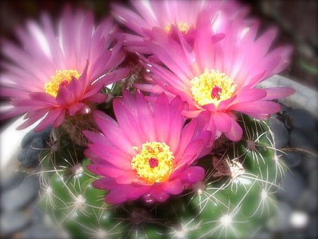 Pink Cactus Flowers - cactus, pink flowering