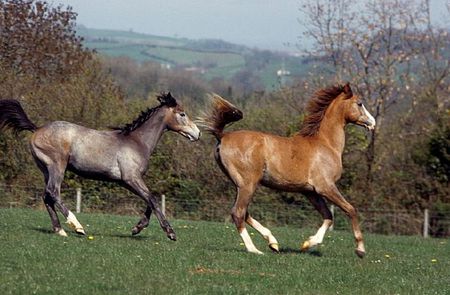 Arabian Horses - cavalo, horse, animals