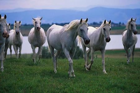 Arabian Horses - cavalo, horse, animals