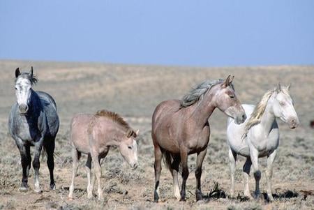 Wild Horses - cavalo, horse, animals