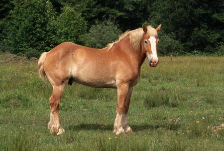 Breyer Horse - cavalo, horse, animals