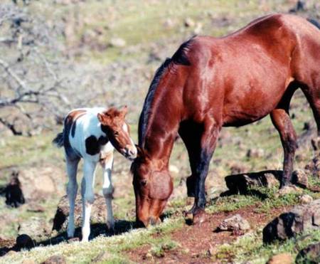 Mommy !! - powerful, cavalo, animal, horse