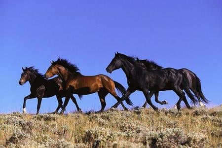 Free stallions - cavalo, stallions, horse, animals