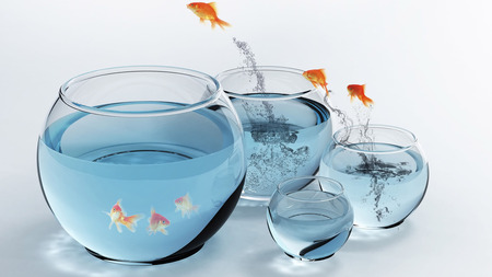 Follow the Leader - fish bowl, water, fish, comical, funny, gold fish