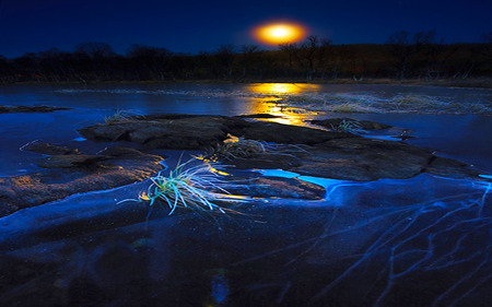 Moonlight Blue - moon, blue, lake, grass, forest, reflection, rocks