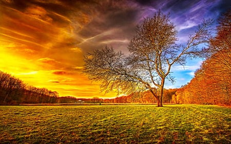 In Middle - clouds, trees, ray, field, forest, sky