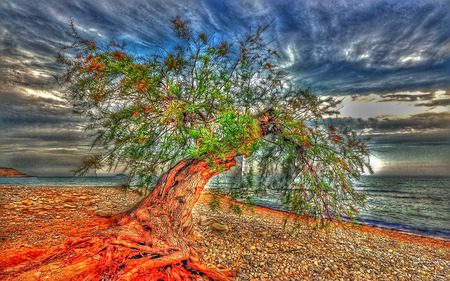 Leading Outwards - sky, beach, trees, sea, rocks