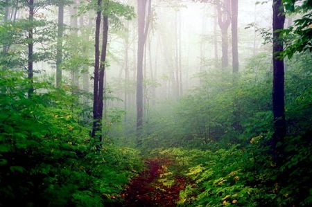 Misty - trees, fog, amazon, mist, plants, rain forest, rainforest