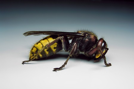 Another wasp