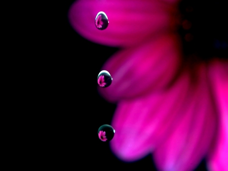 FLOWERS IN DROPS - flowers, water, photography, drops, flower, reflection, pink