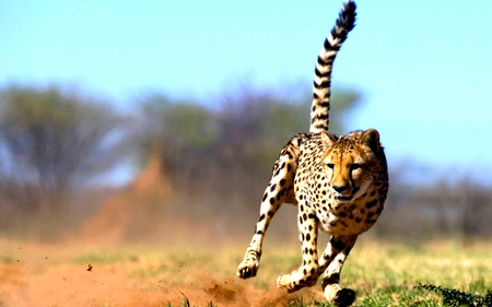 RUN CHEETAH RUN - cheetah, running, wild, cat