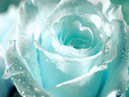 Flower   White Rose for You . jpg - dewdrops, petals, romantic, aquawhite