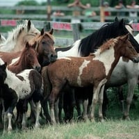 Paint Horses