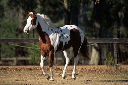 Paint Horse - stallions, horse, horses, animals