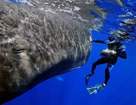 giant sperm whale