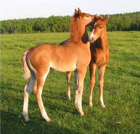 Brothers ♥ - stallions, horse, horses, animals