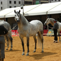 Horse Show, Jerez De La Frontera