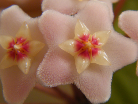 Hoya flowers - star, hoya, white, beautiful, red, flower, plant