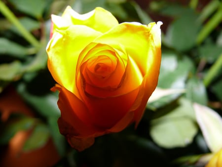 sweet rose - warm, yellow, romantic, rose, color, flower, sweet