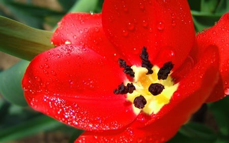 red tulip - water drops, red, tulip, lovely, flower