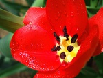 red tulip