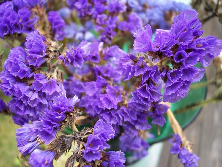 Static - nature, purple, flowers