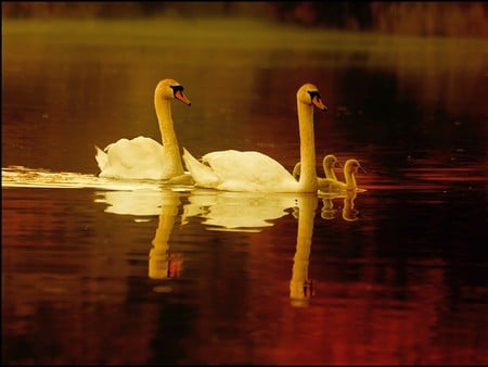 Swan Family - swan family, picture, beautiful