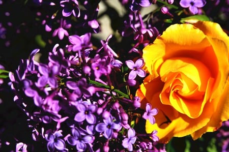 A spring bouquet - flowers, lilac, rose