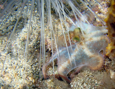 In an Octopusses Garden - water, urchin, tentacles, octopus, eyes